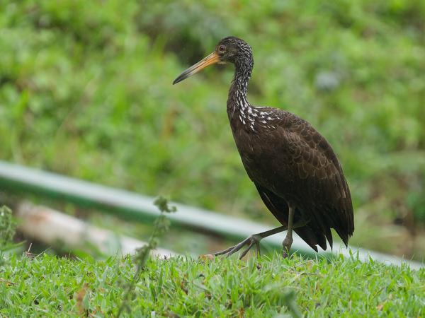 Koerlan (Aramus guarauna)